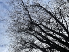 Salix babylonica tortuosa