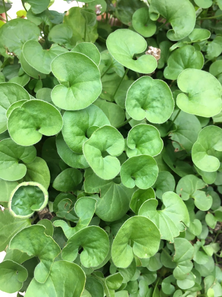 Dichondra microcalyx