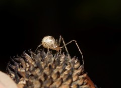 Platnickina nigropunctata