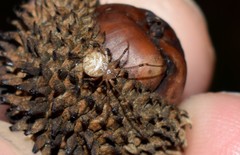 Platnickina nigropunctata