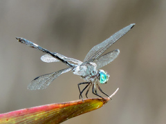 Micrathyria ocellata