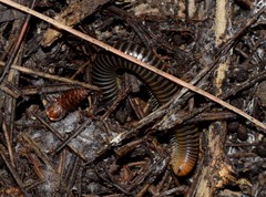 Symphyoiulus impartitus