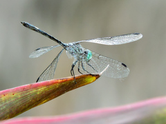 Micrathyria ocellata