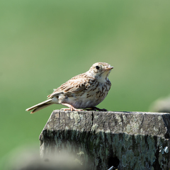 Anthus furcatus