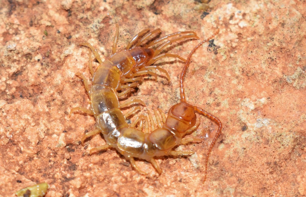 Carinated Stone Centipede