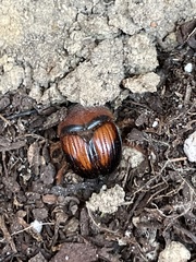 Bolbocerosoma farctum