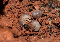 Armadillidium atticum