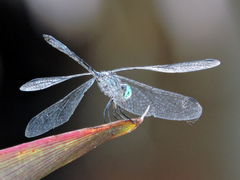 Micrathyria ocellata