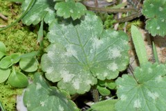 Ranunculus neapolitanus