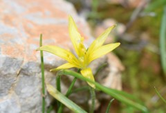 Gagea peduncularis