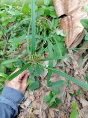 Cyperus cyperoides