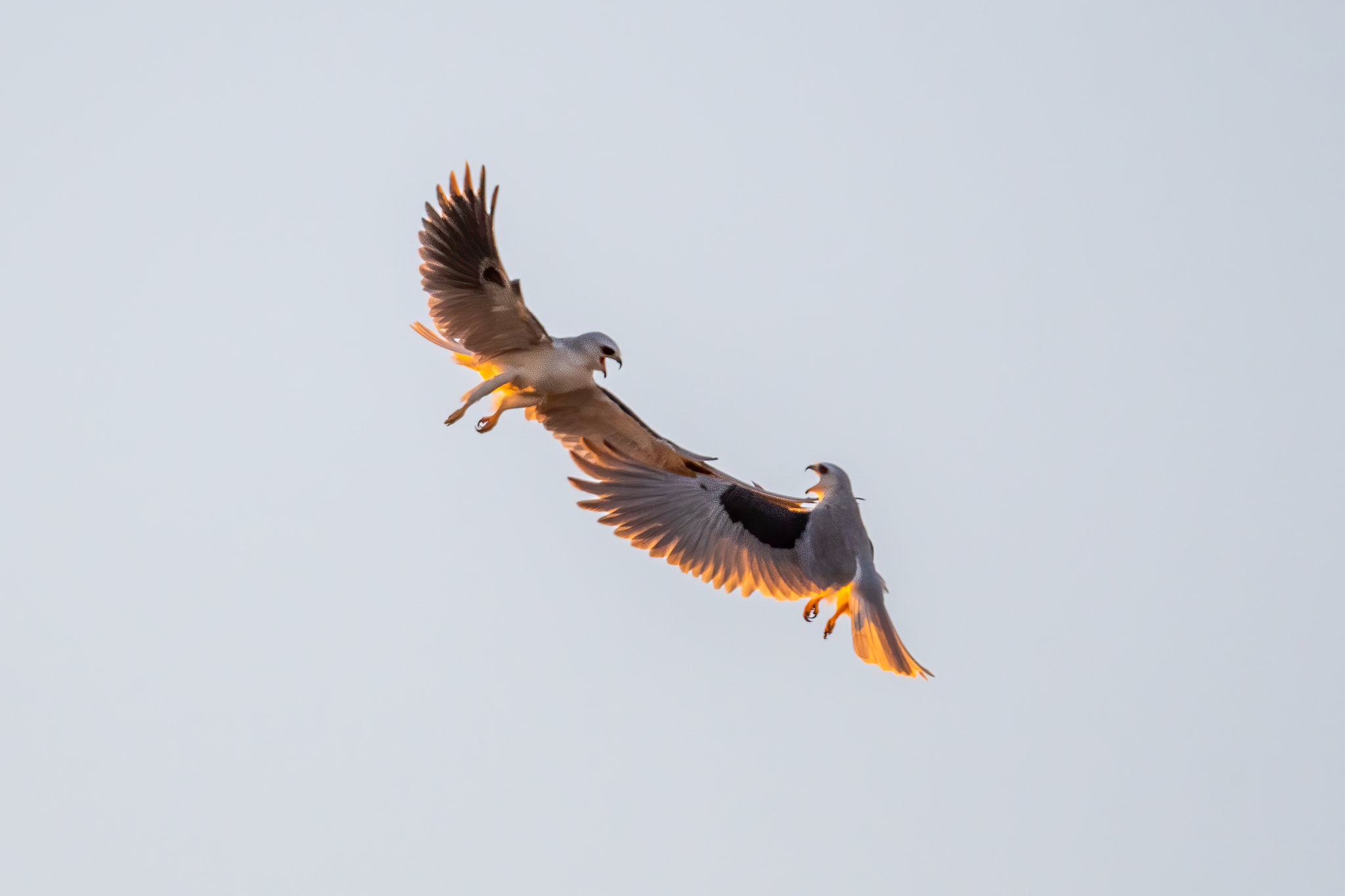 White-tailed Kite illustration