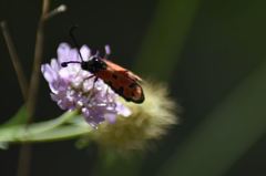 Zygaena hilaris