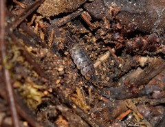 Chaetophiloscia cellaria