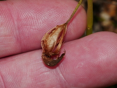 Chiloglottis cornuta