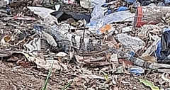 Ctenosaura similis