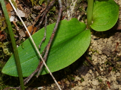 Chiloglottis cornuta
