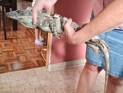 Ctenosaura similis