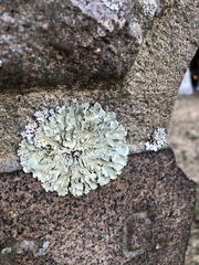 Flavoparmelia caperata