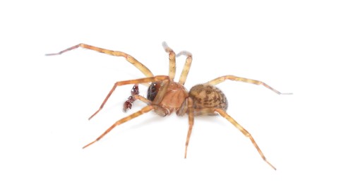Erber's Lace-weaver