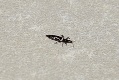 Compsothrips albosignatus