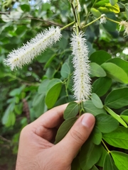 Mimosa caesalpiniifolia