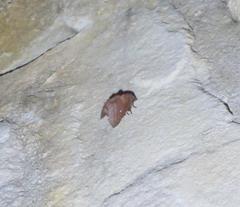 Phyllodesma occidentis