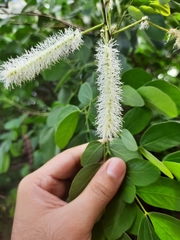 Mimosa caesalpiniifolia
