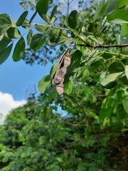 Mimosa caesalpiniifolia