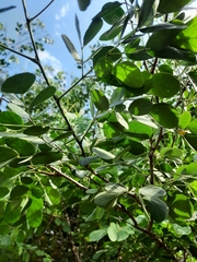 Mimosa caesalpiniifolia