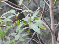 Pittosporum undulatum
