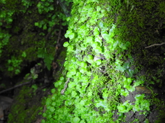 Cryptomitrium tenerum