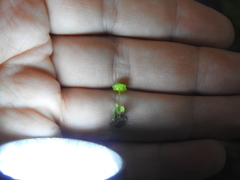 Cryptomitrium tenerum