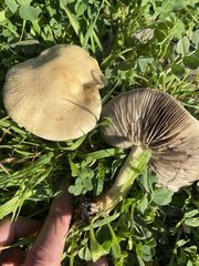 Leratiomyces percevalii