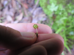 Cryptomitrium tenerum