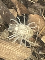 Synidotea laticauda