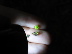 Cryptomitrium tenerum