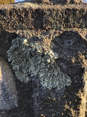 Flavoparmelia caperata