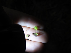 Cryptomitrium tenerum