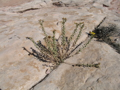 Heterotheca cinerascens