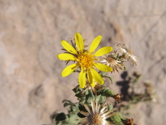 Heterotheca cinerascens