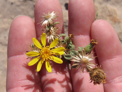 Heterotheca cinerascens