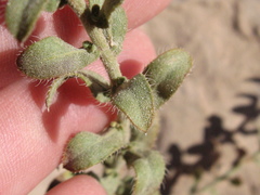 Heterotheca cinerascens