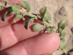 Heterotheca cinerascens