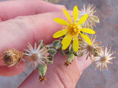 Heterotheca cinerascens