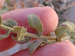 Heterotheca cinerascens