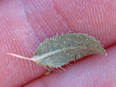 Heterotheca cinerascens