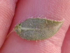 Heterotheca cinerascens