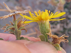 Heterotheca cinerascens