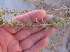 Heterotheca cinerascens